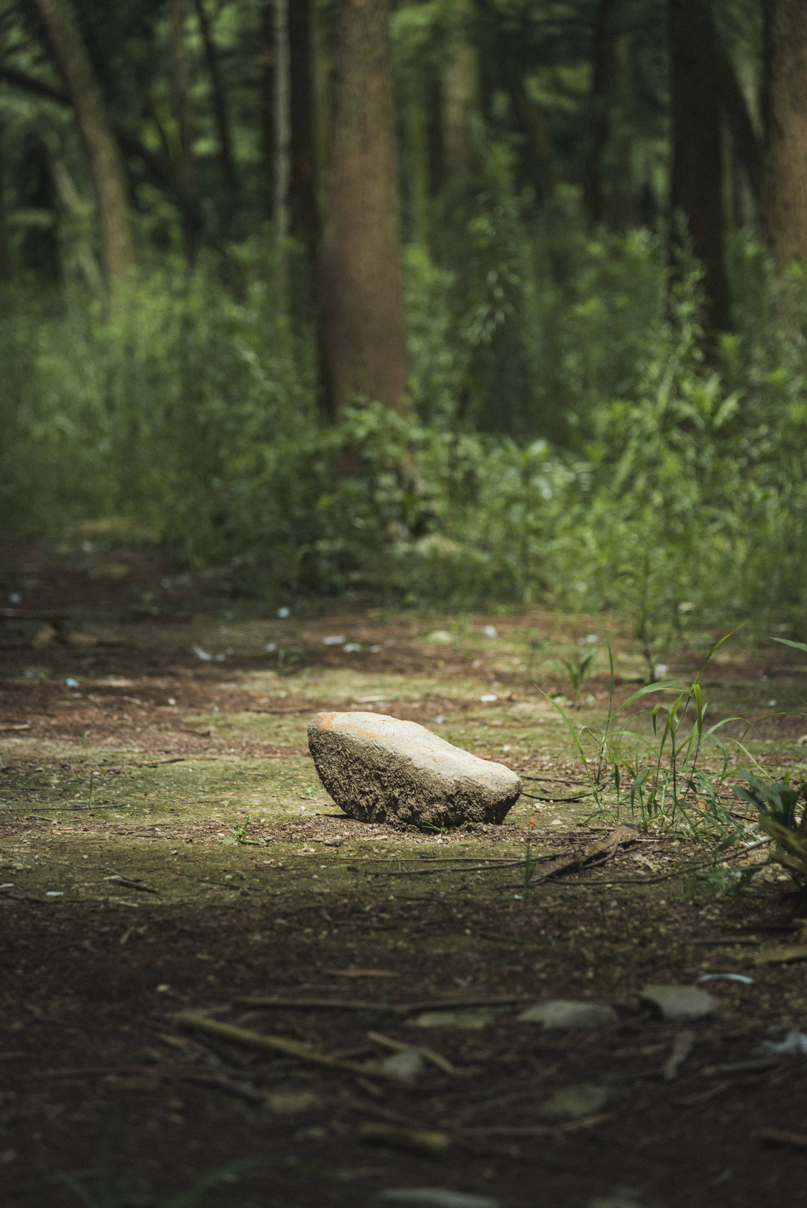 宁波四明山游记,宁波四明山这两年的风景