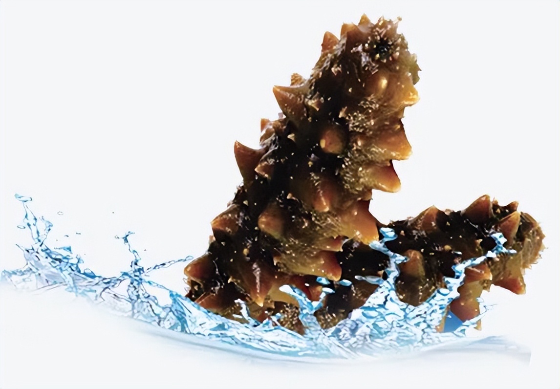 海参营养误区,怎么做活海参有营养又简单