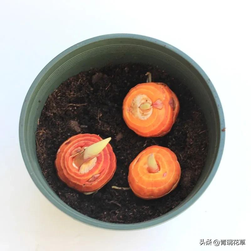 养花养成“花草杀手”，就养这些5种球根花，好看好养还有大用处