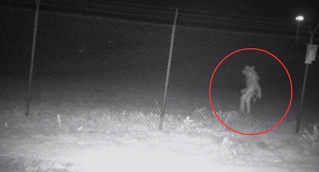 美国晚上动物园狼人最清晰照片,美国动物园边发现狼人