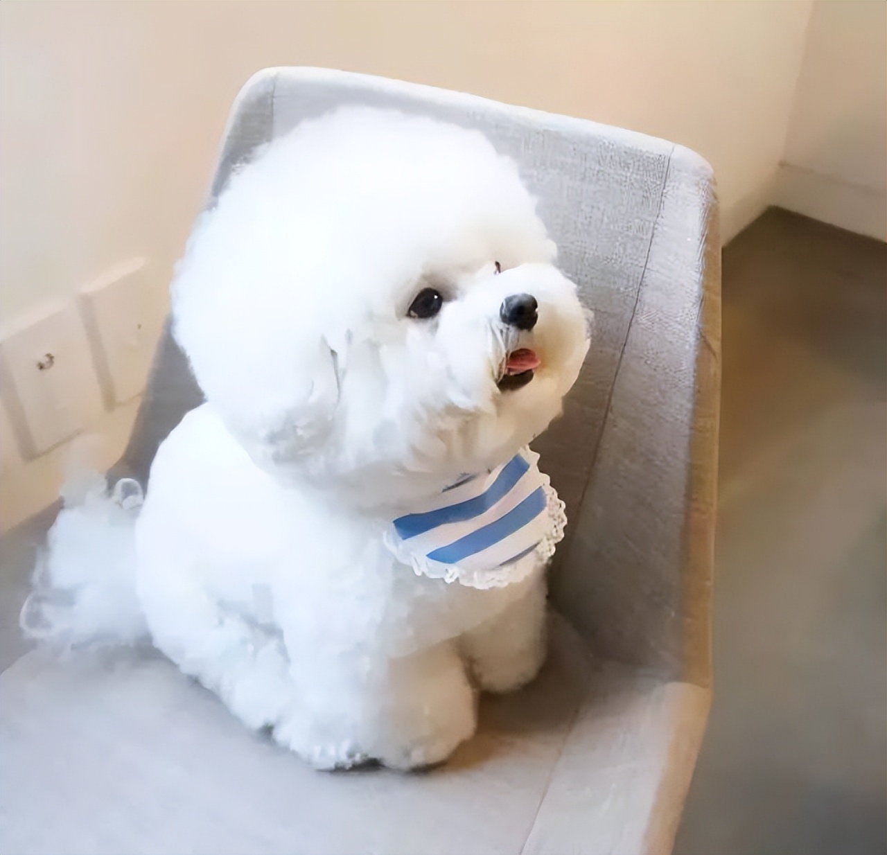 建议养宠物狗吗,养比熊犬应该养哪种体型