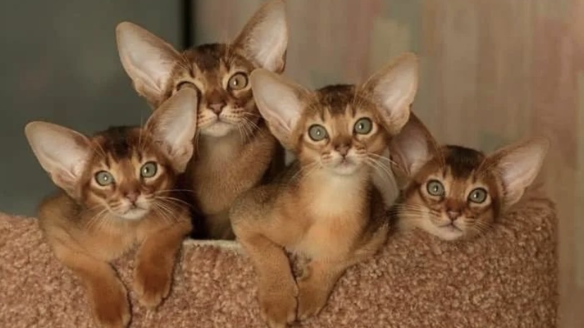 小猫刚到家拉稀怎么办,两个月小猫拉稀但精神状态好