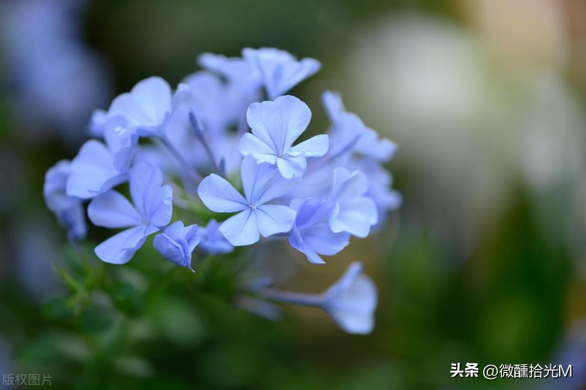 推荐10种最适合夏天养的花,君子兰开花时夏天几天浇一次水