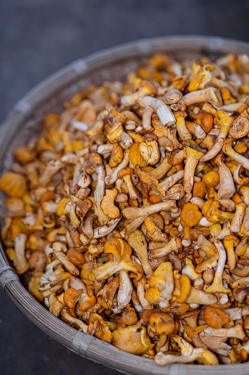 新物种有哪些,新物种是怎么凭空出现的