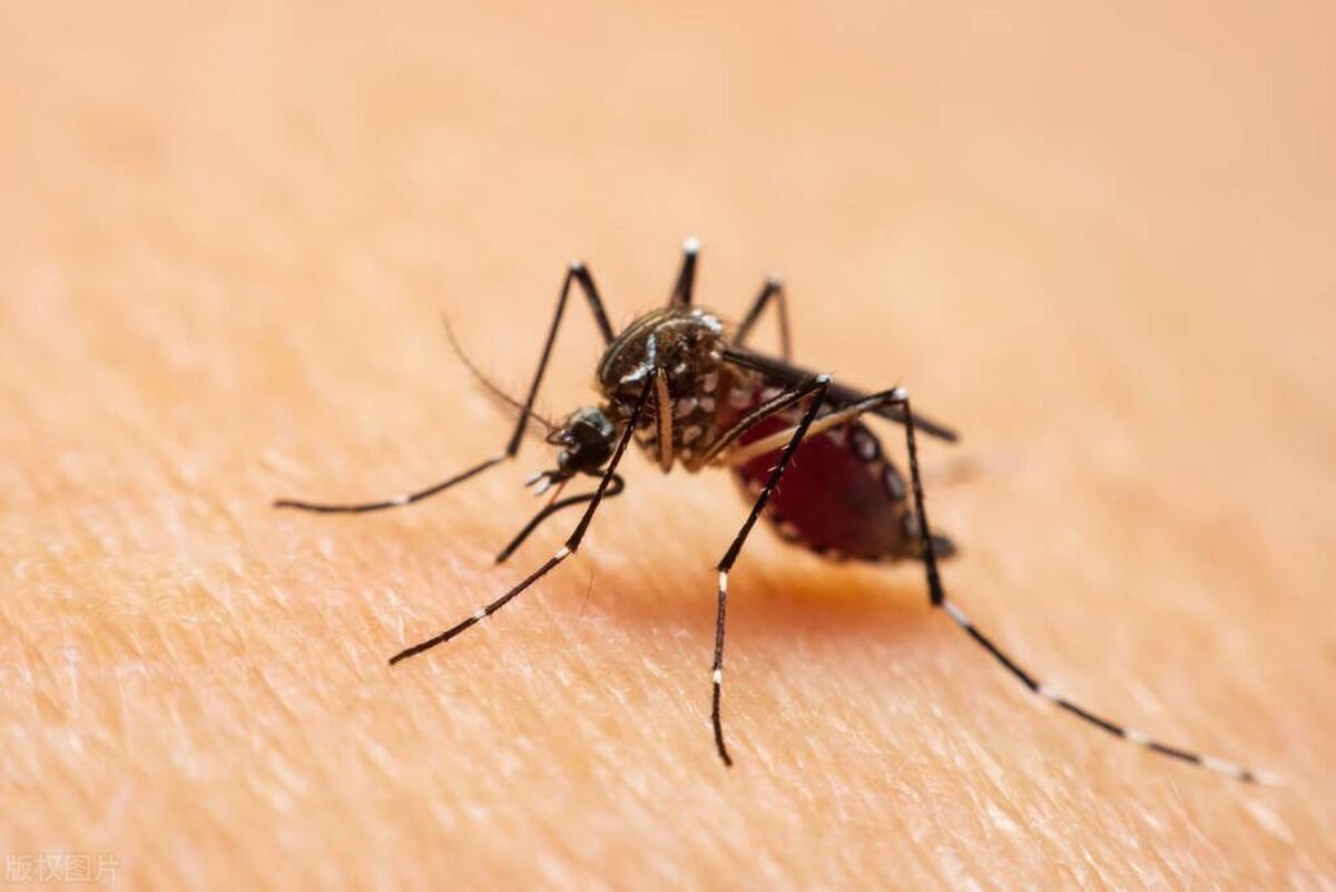 防蚊虫防蜱虫,夏天如何防治蚊虫和蠓虫