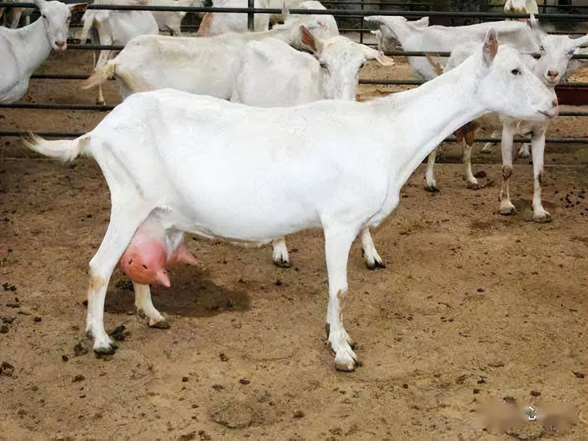 母羊断奶有什么方法让母羊回奶,母羊乳腺硬块挤不出来