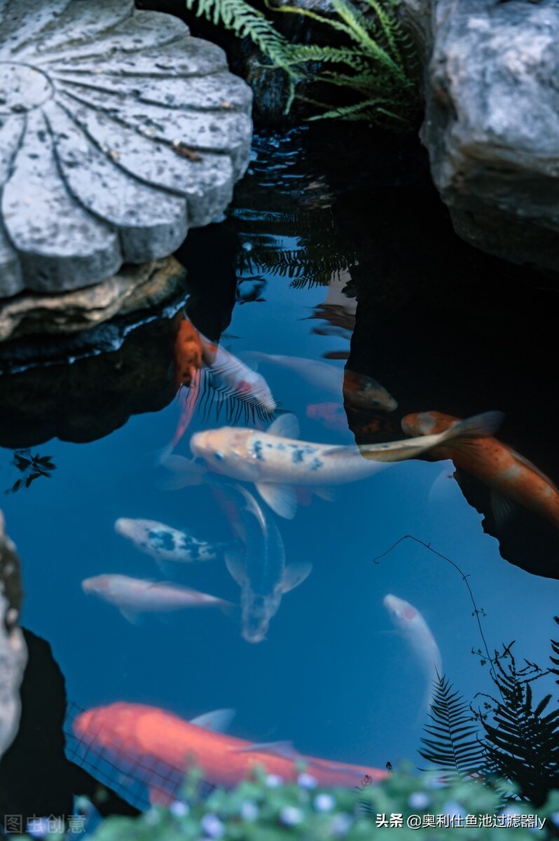 室内锦鲤小鱼池需要杀菌还是换水,锦鲤鱼缸换水后需要用二氧化氯吗