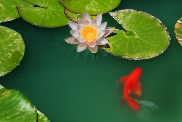 听悲伤的情歌dj版,听悲伤的情歌合唱版