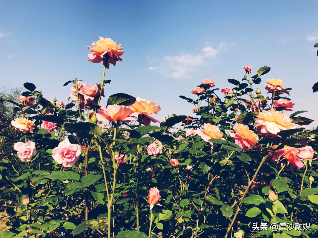 长沙春天赏花的地方有哪些,长沙春天哪里看花海