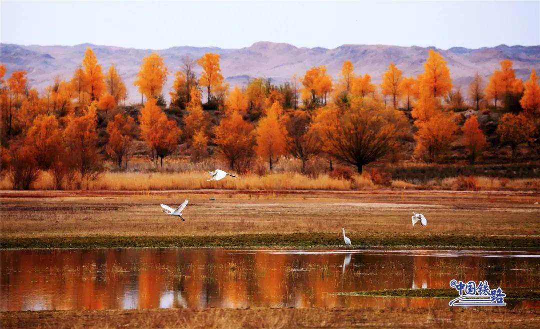 2019几号去金塔胡杨林,去金塔胡杨林