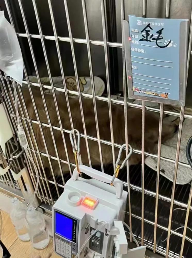 金毛生病不爱吃饭怎么办,金毛生病好转怎么吃食