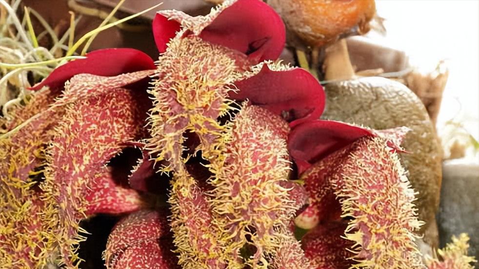 世界上最大的食人花植物,世界上排名前十的食人花