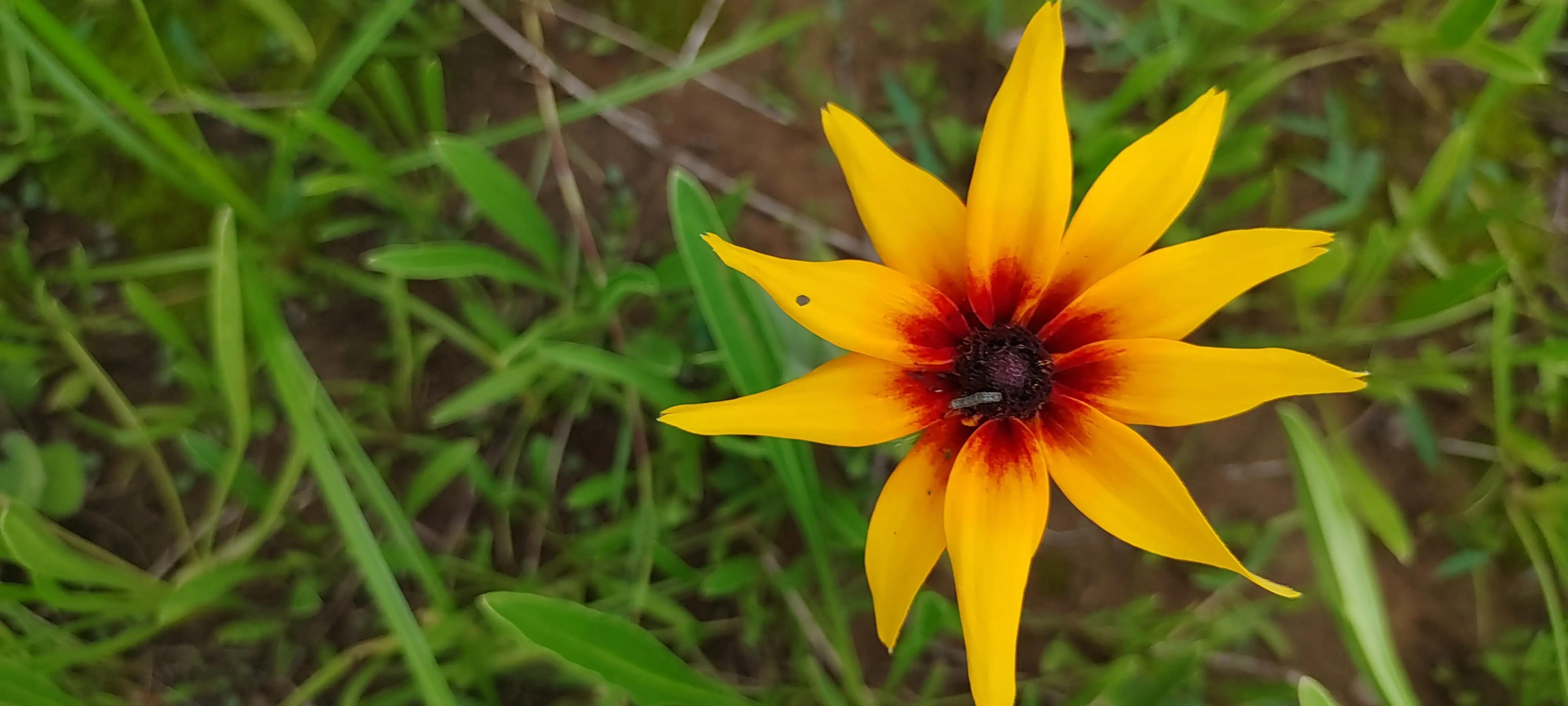 这是向日葵？非也，黑心天人菊是也，黑心是外形，但内心光芒万丈