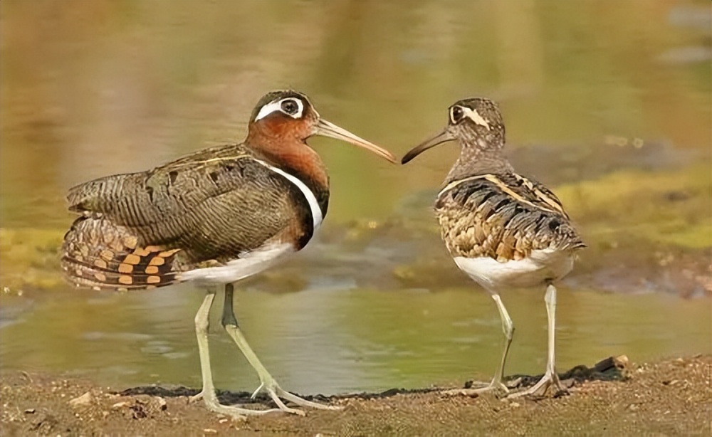 动物的择偶标准,动物择偶
