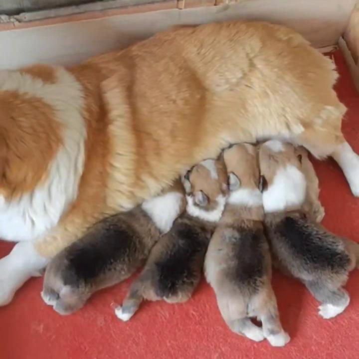 母狗产后护仔,母狗产后护理用什么药