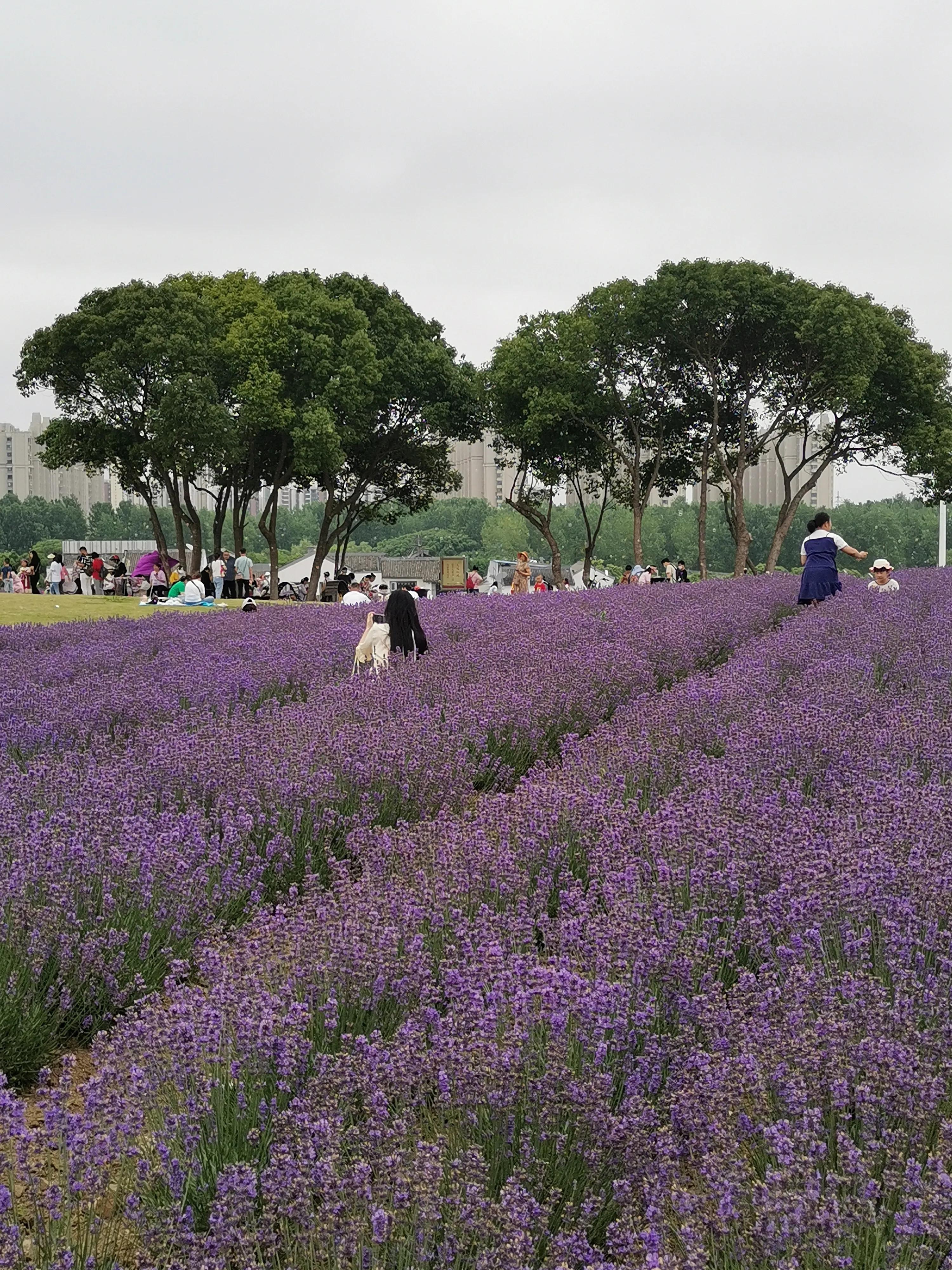 盘龙路军嶂古道爬山攻略,军嶂环线