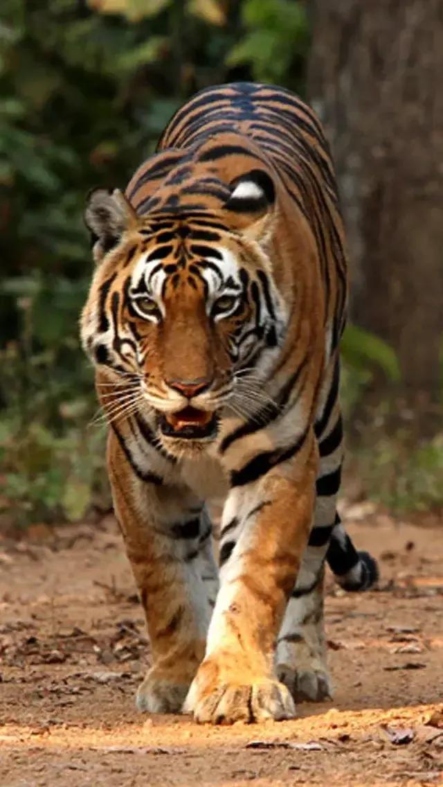 猛虎潜深山长啸自成风出自哪里,猛虎潜深山长啸自生风打一生肖