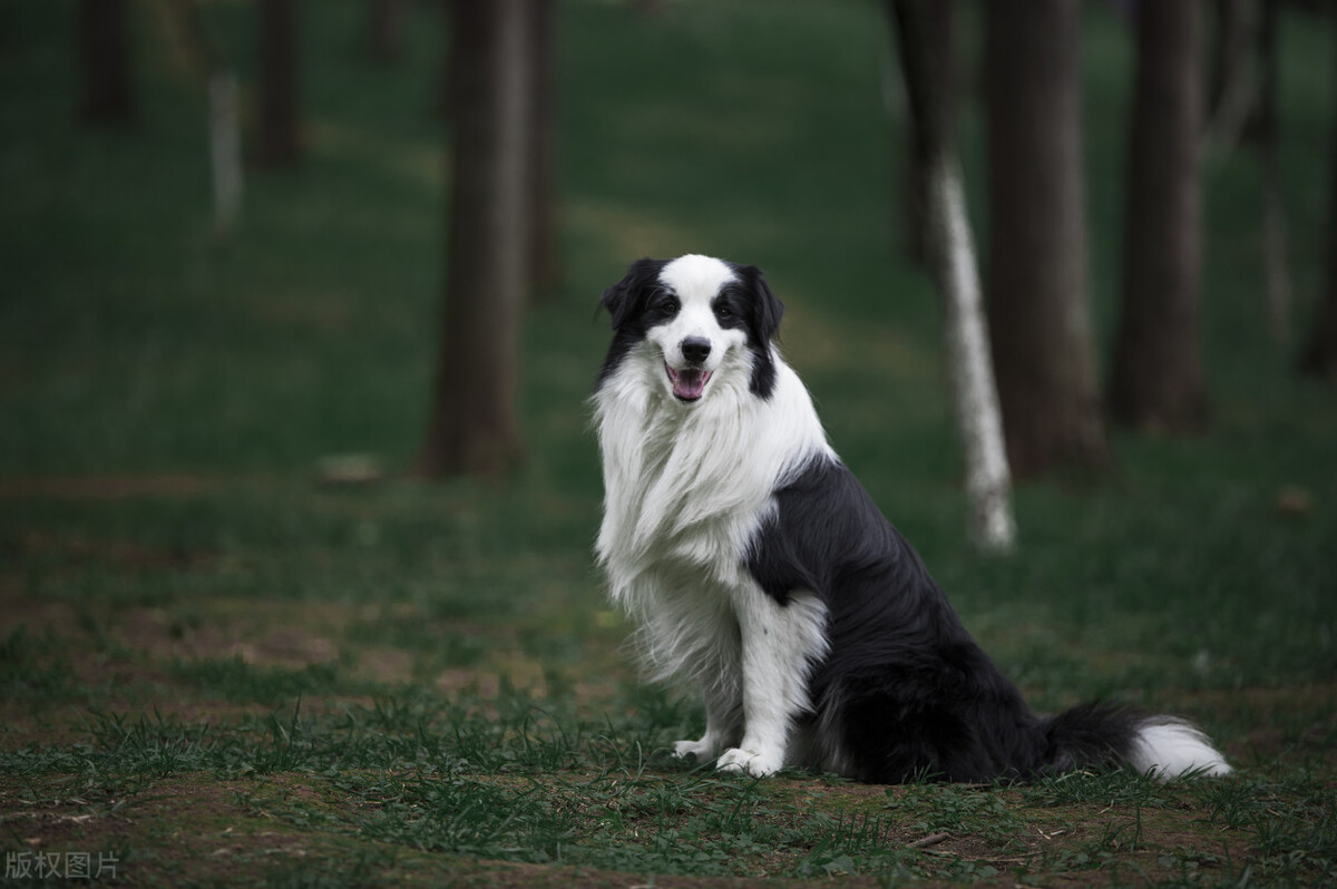 狗狗智商排行榜第一名是什么狗,狗狗智商的排名前30最新