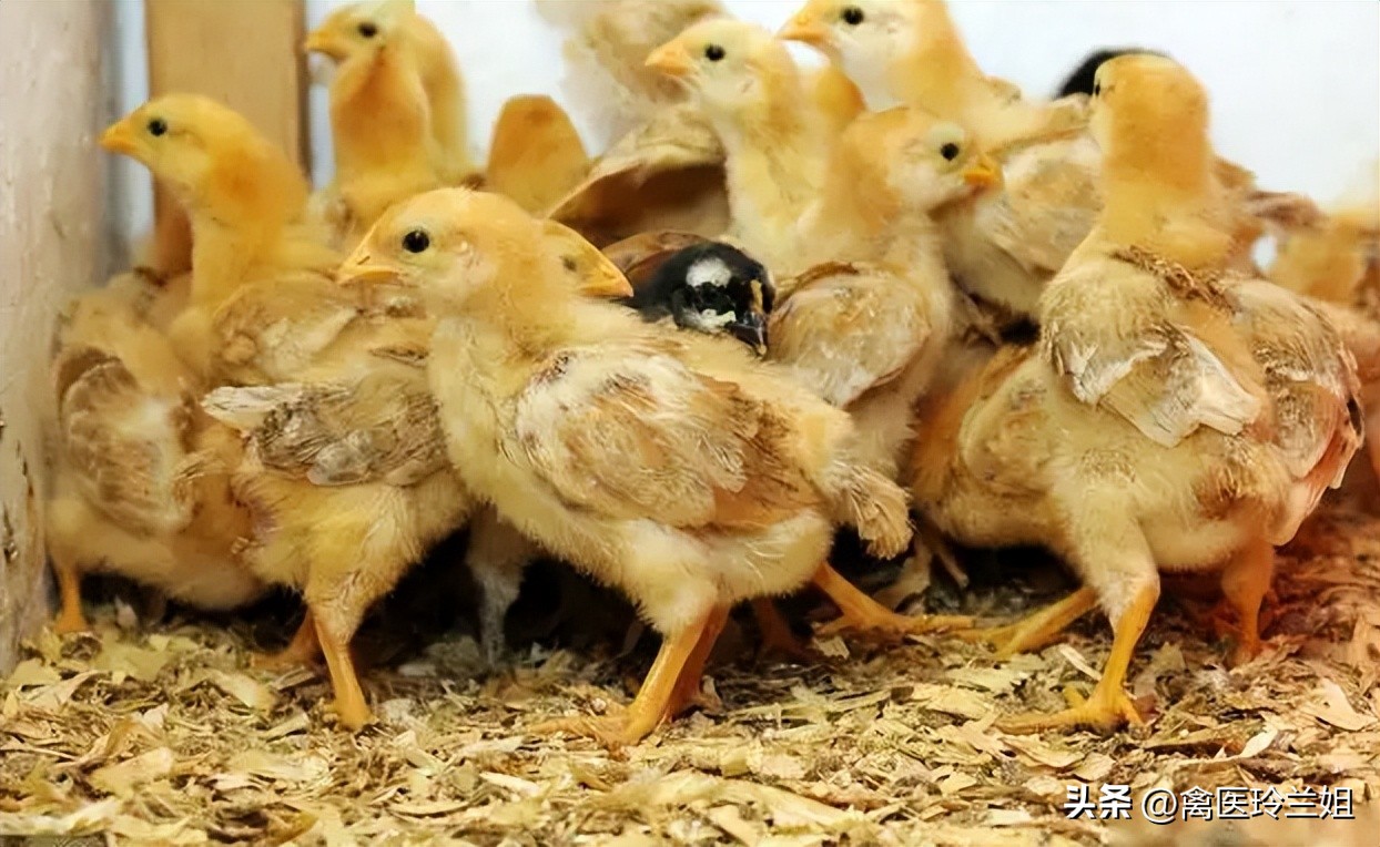 禽医玲兰姐讲鸡拉黑色粪便是什么病用什么药鸡拉黑色粪便喂什么