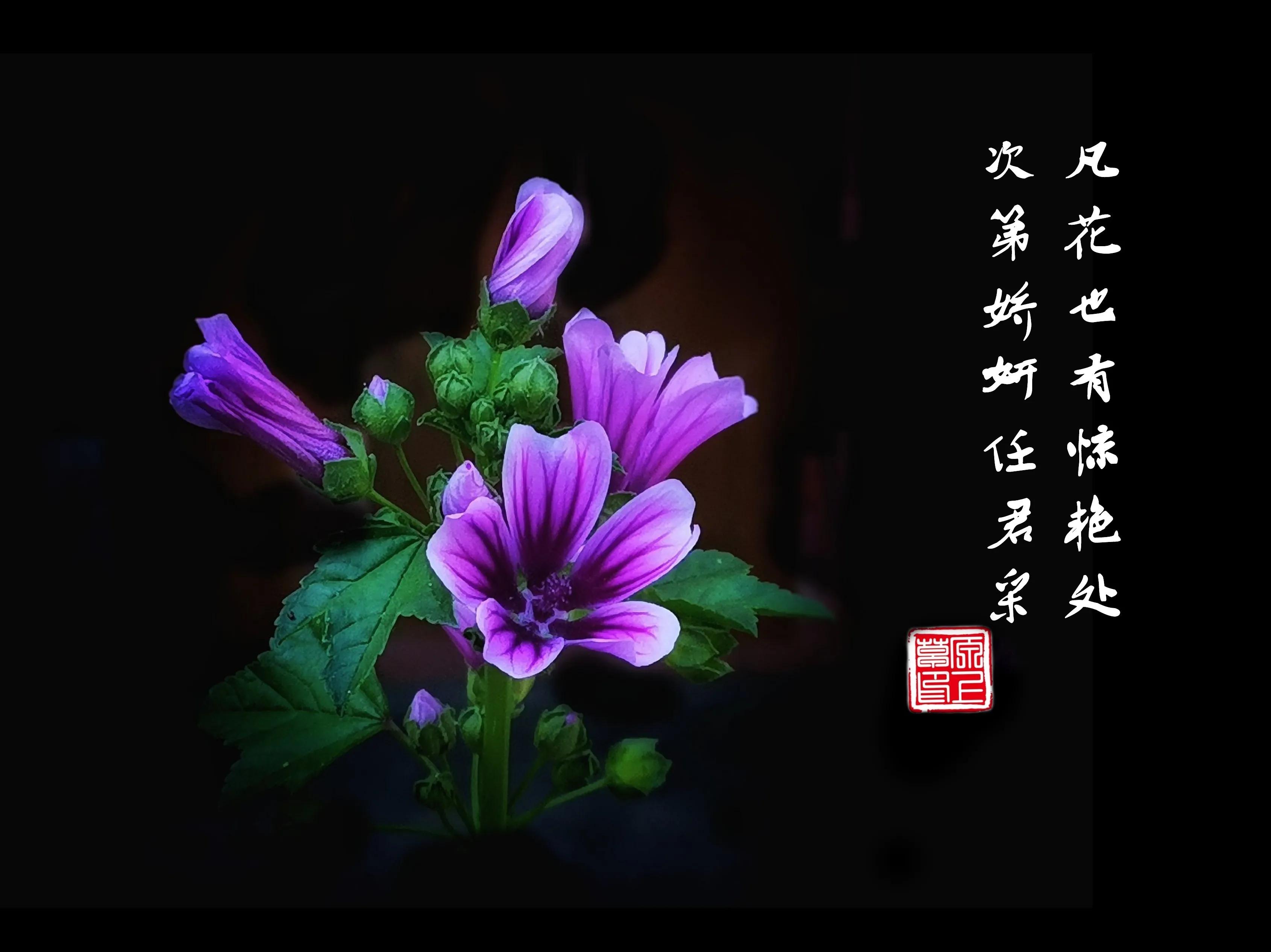 百花酿诗韵芬芳留人间（一）