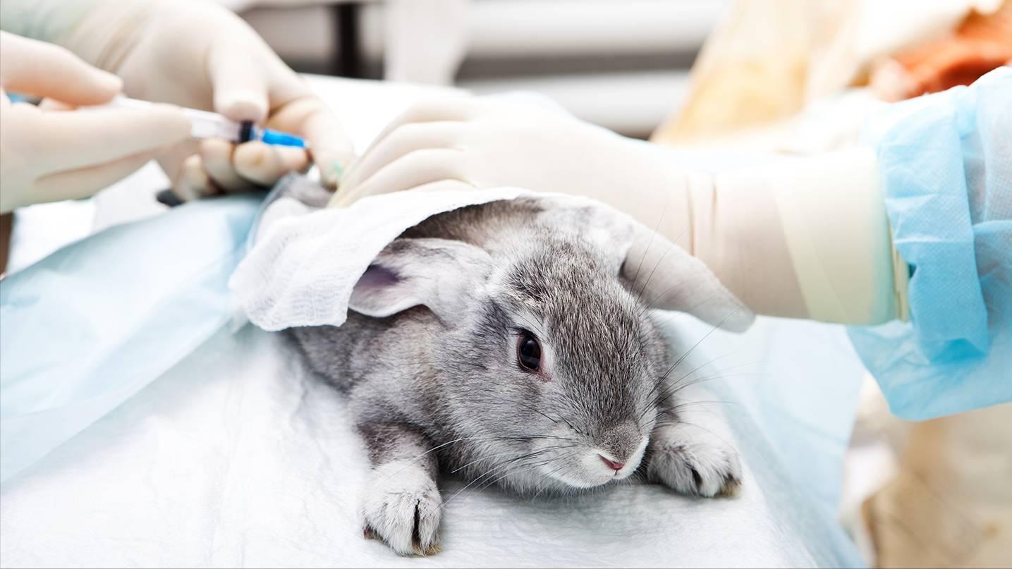 养兔技术与兔疾病防治的关系,养兔生病的症状