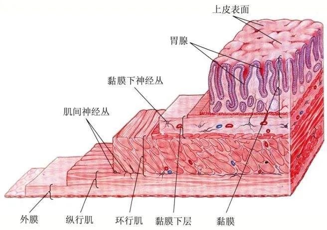 慢性胃炎的中医诊断及诊疗,慢性胃炎西医诊断流程
