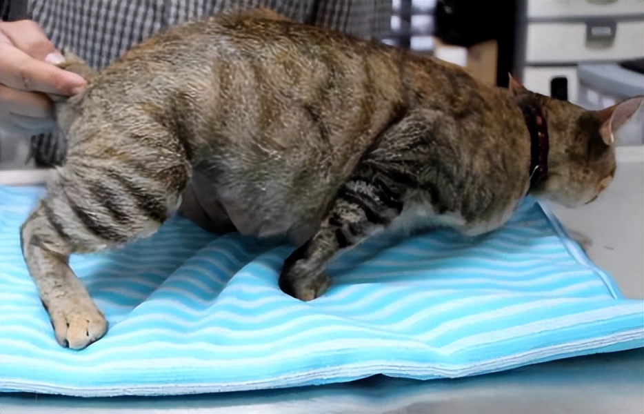 猫不能摸和能摸的部位示意图,18个细节判断猫咪是否健康