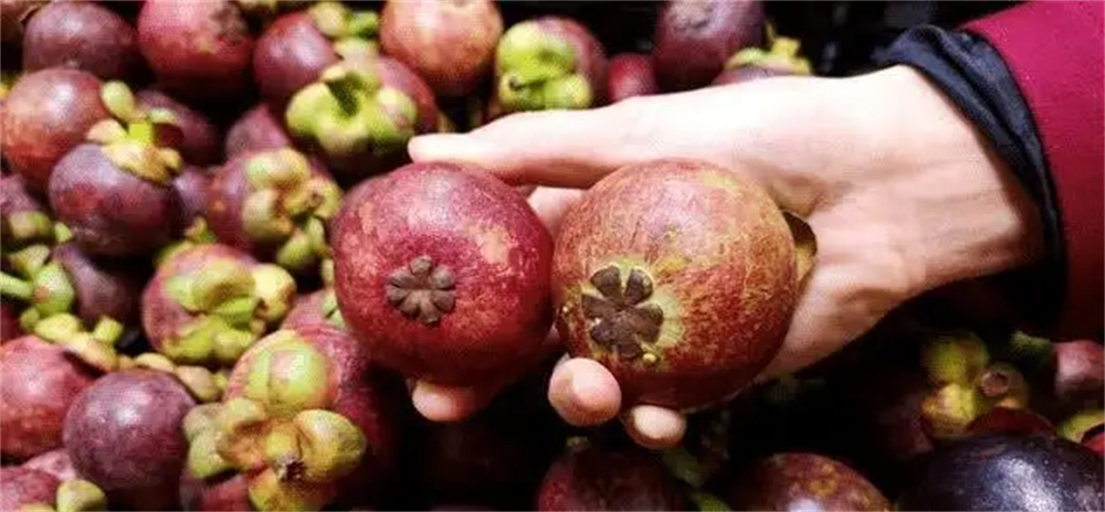 发现了山竹的秘密,打开山竹小技巧