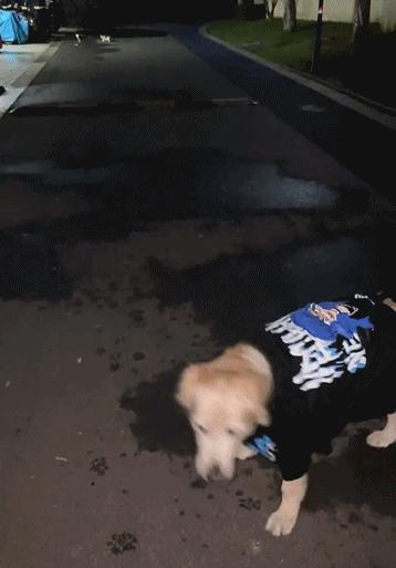 当你不见了宠物该怎么办,宠物不在了伤心怎么办