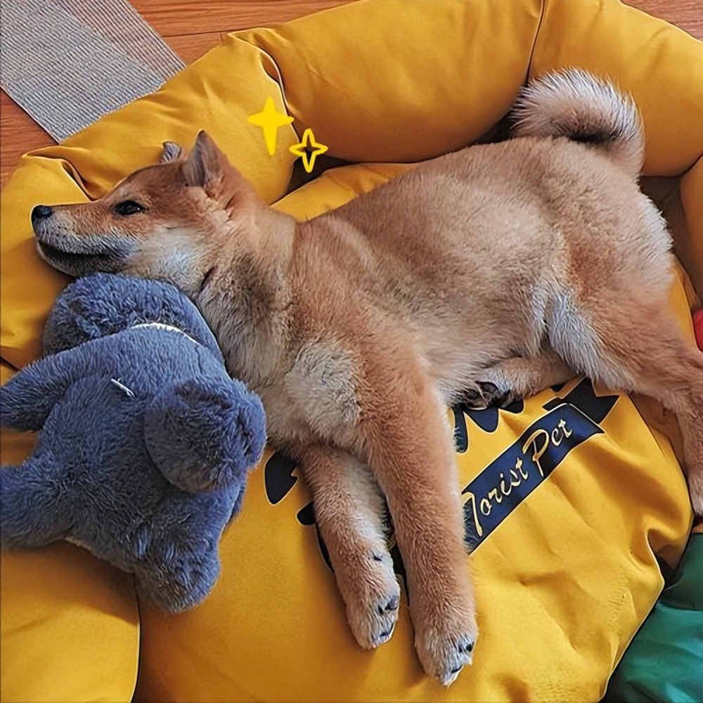 狗最有灵性的三个表现,狗一旦出现5个表现离死就不远了