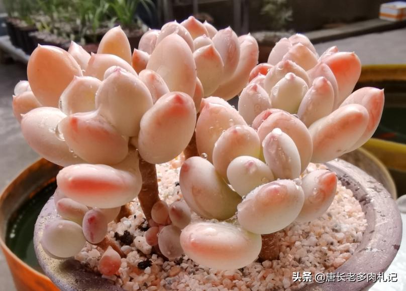 多肉稻田姬，之前常拿来冒充三日月美人，但一个明显特征出卖了它