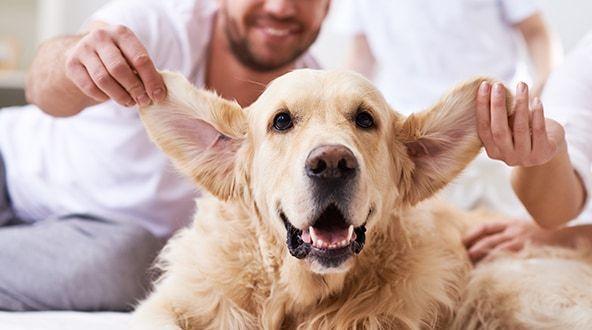 狗狗怎么防止被咬,狗狗怎么养才不会被咬