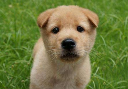 狗狗一般每天睡几个小时,狗狗爱打盹是什么原因