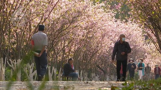 昆明春暖花开解锁春日美景好去处,春暖花开踏青好去处