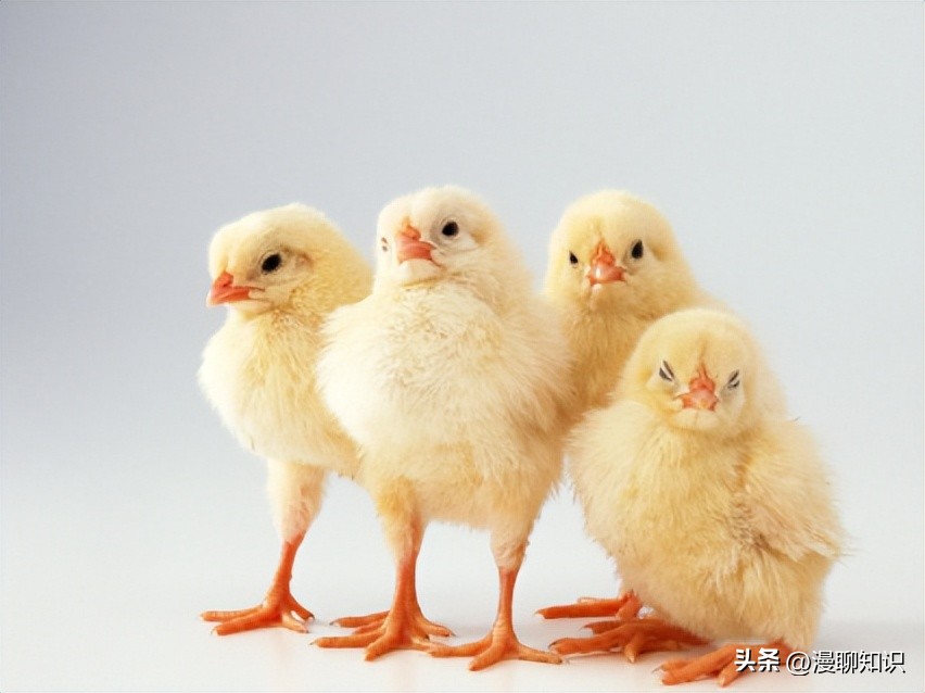 鸡沙门菌能引起鸡白痢吗,鸡白痢沙门氏菌病的研究进展