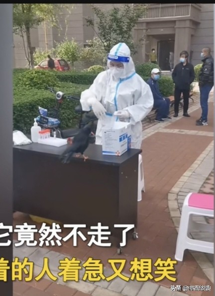 一只八哥飞来“插队”核检,一只八哥飞来插队