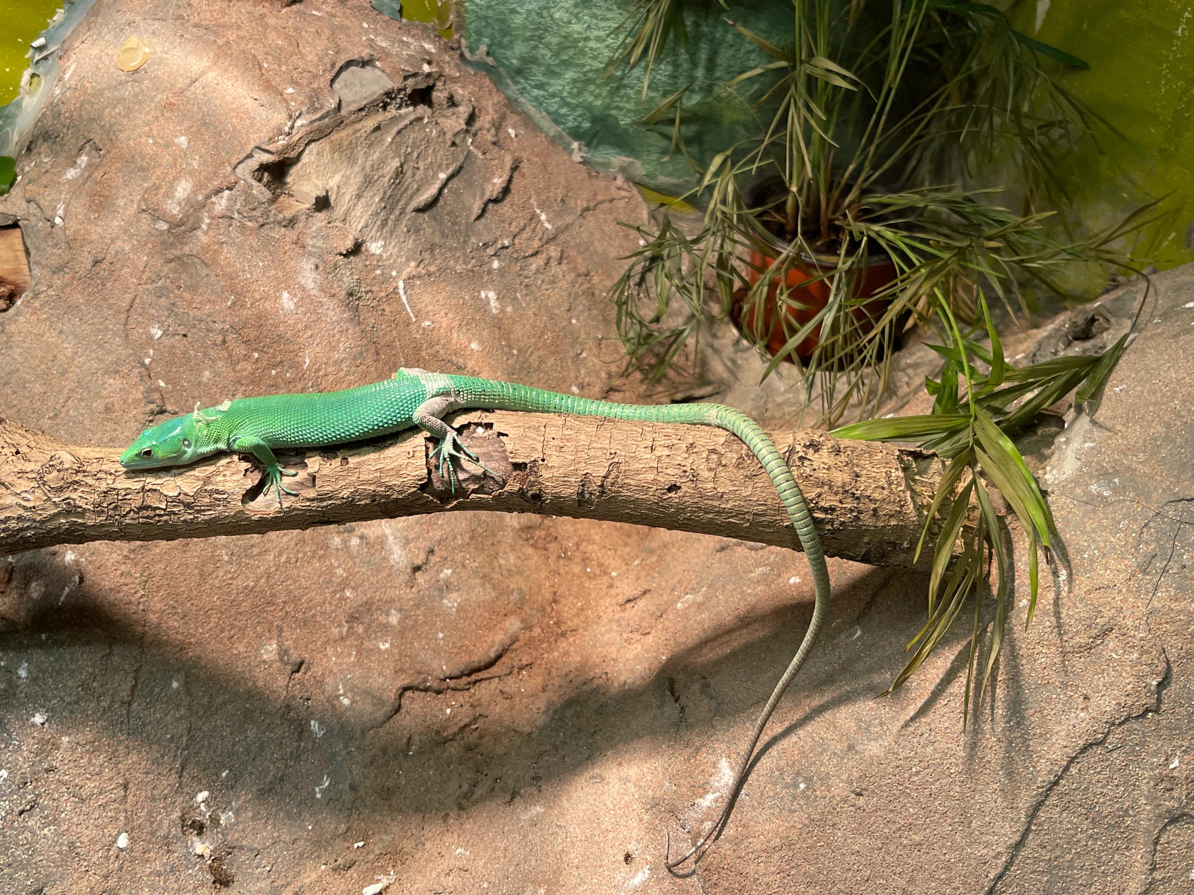 上海大自然野生昆虫博物馆,上海野生昆虫馆门票