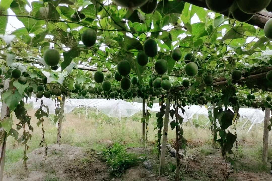 中国水果第一大省是哪个,广西跟山东哪个省水果种类多