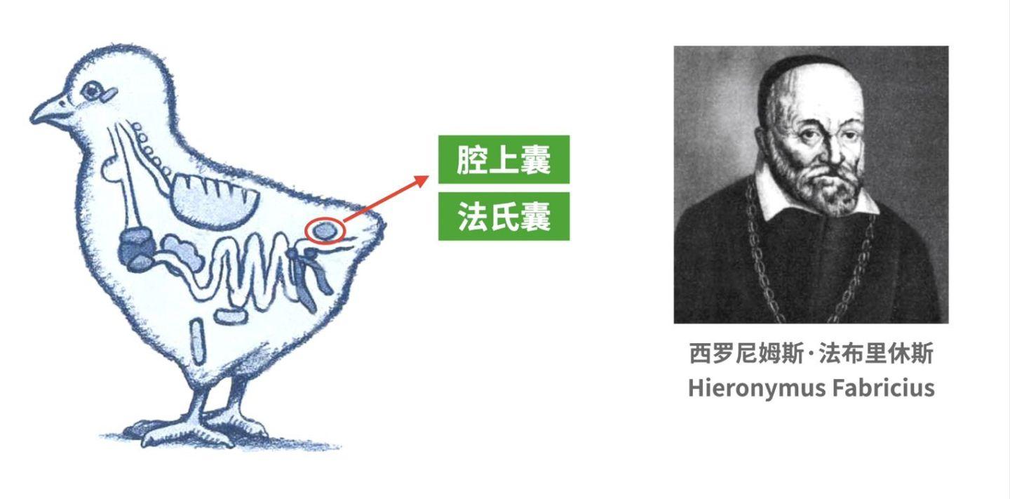 鸡屁股的鸡尖能吃吗,鸡尖吃了会致癌吗