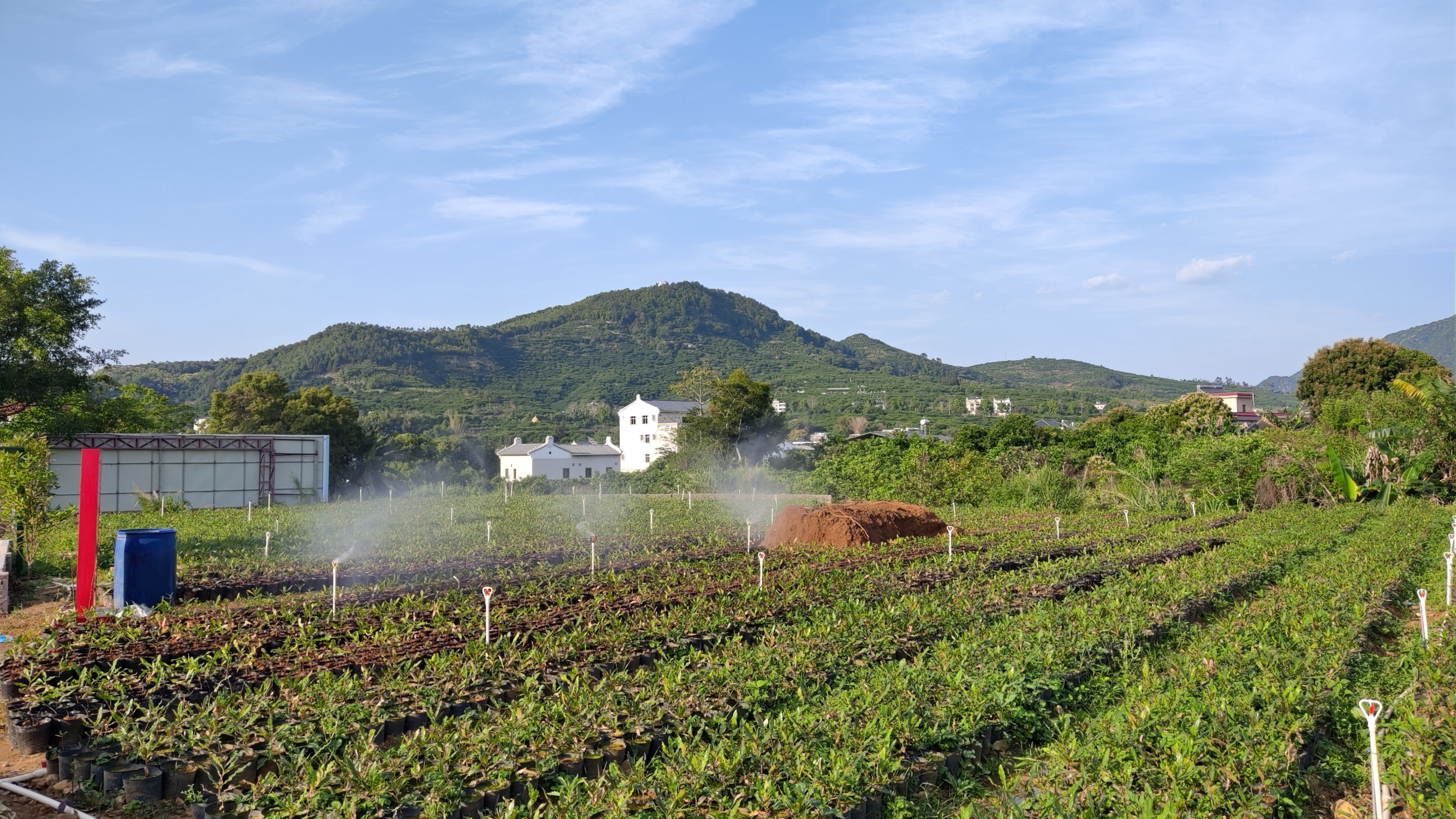 澳洲坚果采摘视频,澳洲坚果摘果