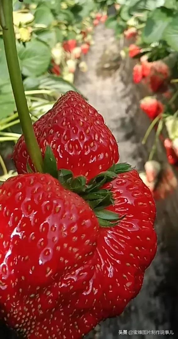 壁纸美图,各种水果,果香四溢,酸甜可口,丰收的喜悦