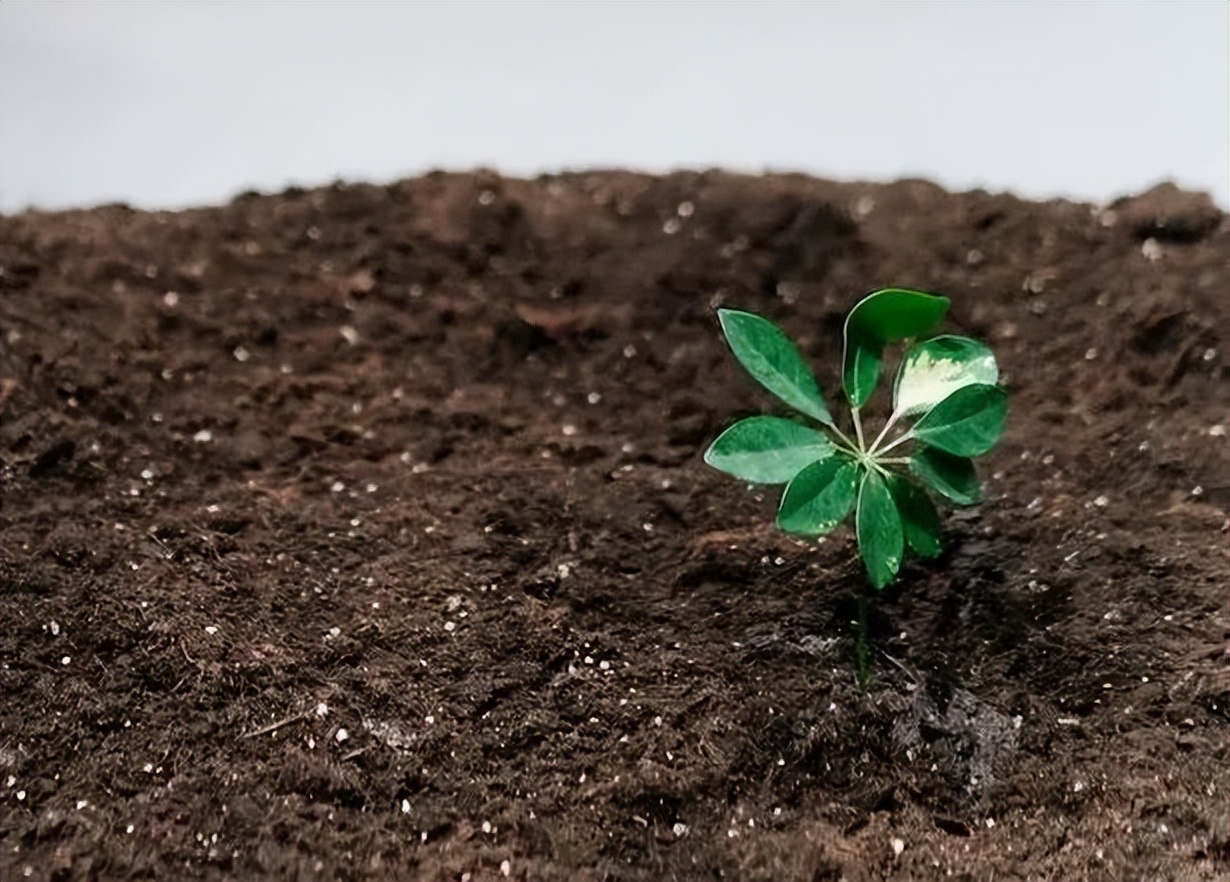 新手买花的正确方法,一招教你买花不踩坑