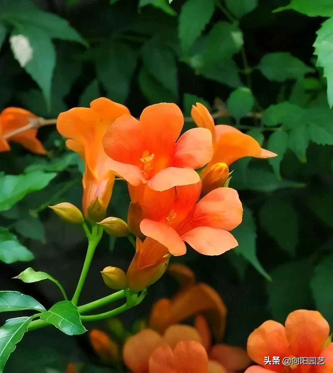 庭院种植竹子需要注意什么,小院后花园种植竹子注意什么