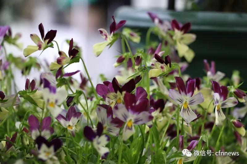 Nice兔meetyou,“属兔”的植物你知道多少?