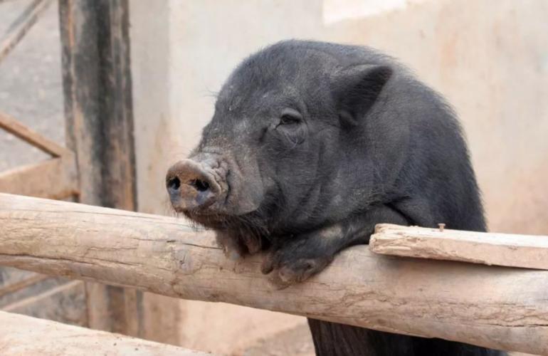 洋猪入侵:从千年养猪大国,到中华猪濒临灭绝,中国土猪怎么了?