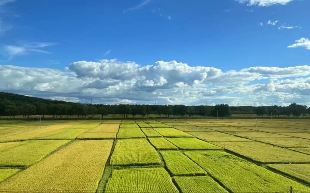 解析全国16个整村运营,解码全国16个整村运营经典案例