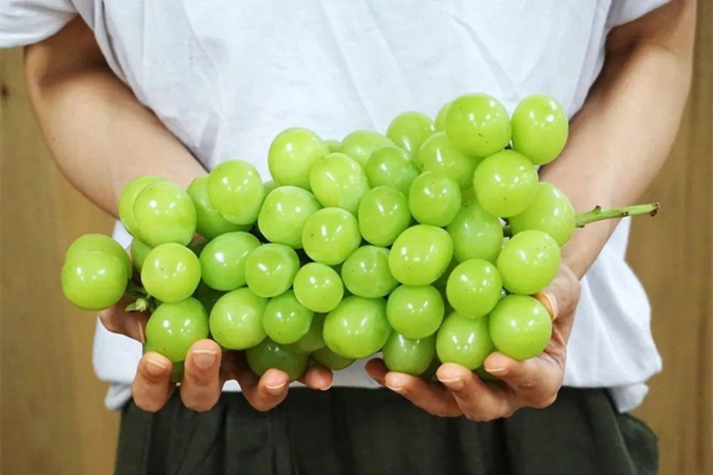 为何中国水果在日本如此畅销,日本天价水果