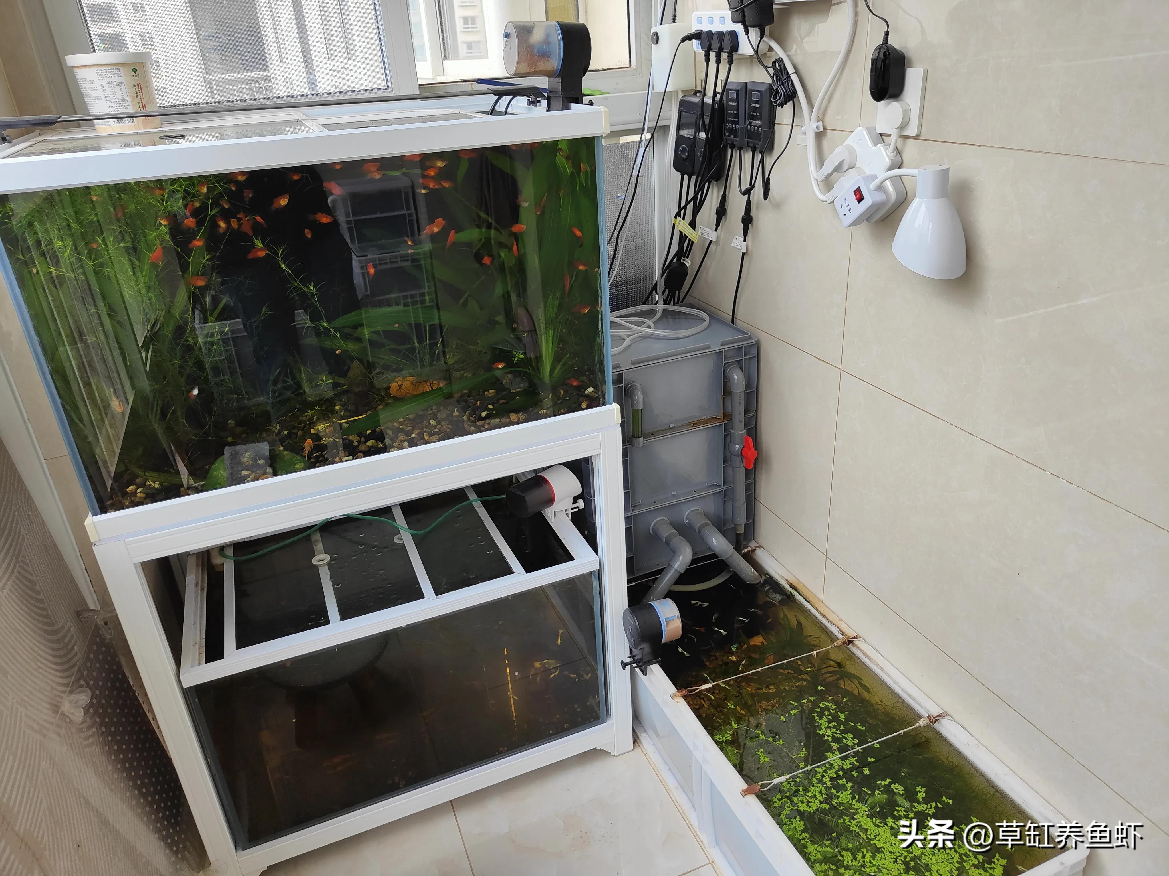 养鱼最强大的过滤桶,鱼缸养鱼必备过滤