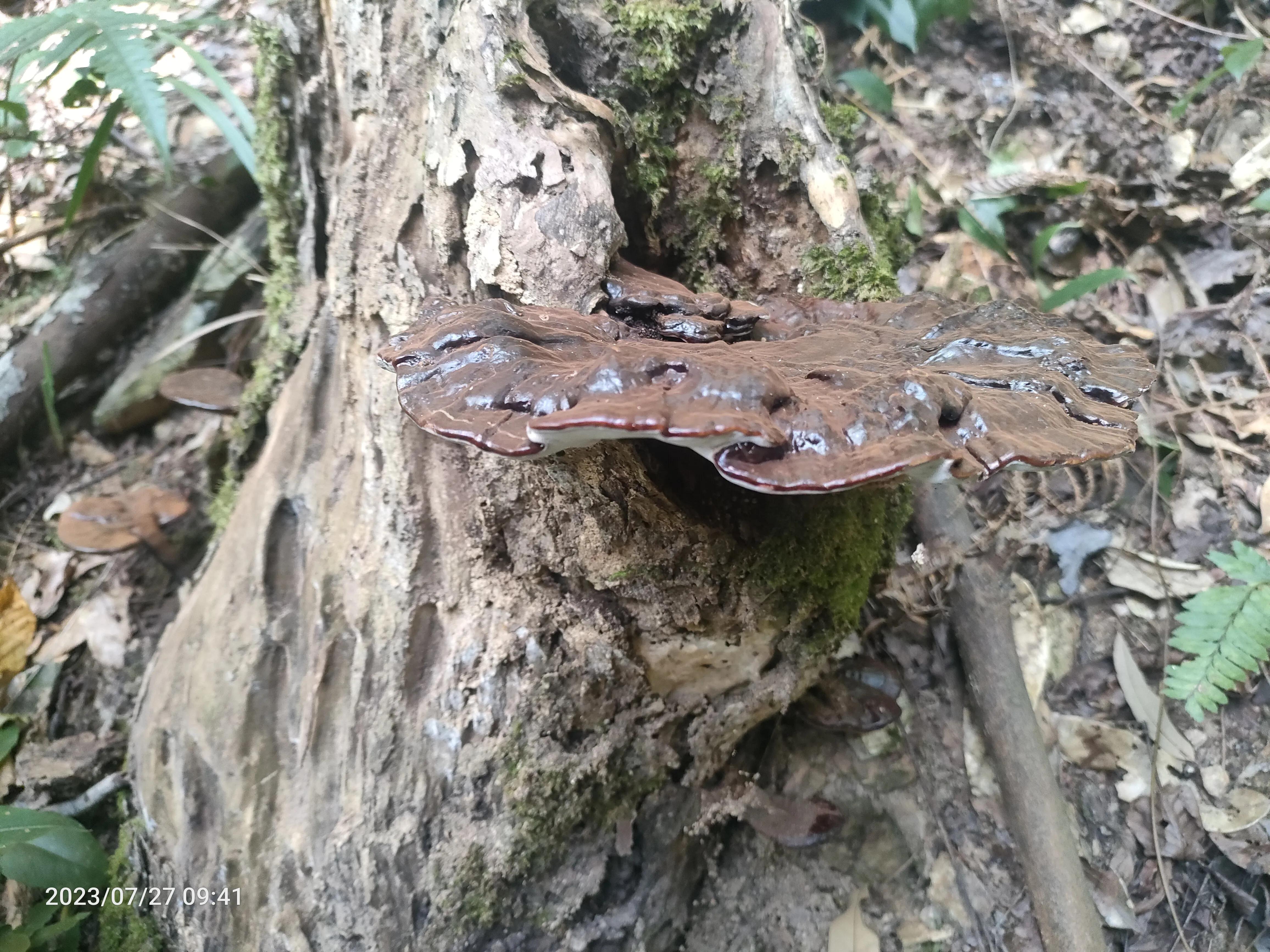 野生灵芝和种植灵芝的区别,野生灵芝与种植灵芝药用效果