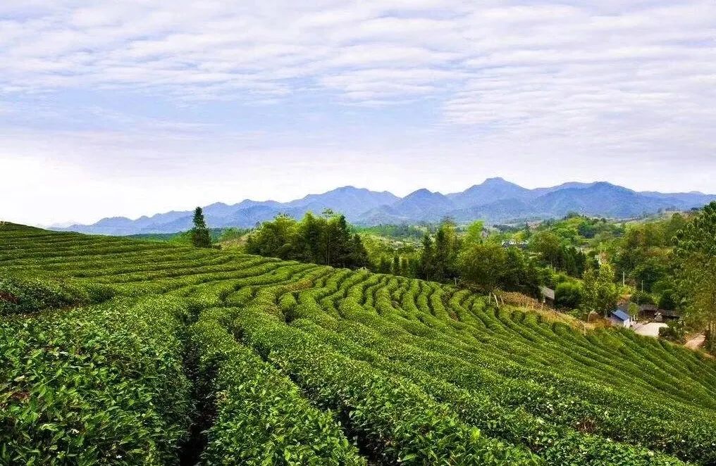 解析全国16个整村运营,解码全国16个整村运营经典案例